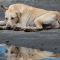 Kome donosi dobrobit Nacrt zakona o dobrobiti životinja