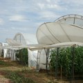 Za pomoć poljoprivednicima u Leskovcu 66,5 miliona dinara, konkurs otvoren do 21. juna