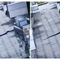 Pogledajte: Snimak džinovske zmije u Loznici uznemirio građane, tvrde da se uputila prema reci Štiri VIDEO