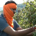 Atrakcija u Trešnjevici – Indijac bere kao Ariljac (VIDEO)