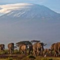 Slonovi imaju važnu ulogu u ublažavanju klimatskih promena