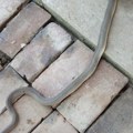 Oči u oči sa zmijom, i to tamo gde joj nije mesto Ne paničite – nju je više strah nego vas