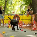 Završen festival pasa svih rasa „Ulični psi“, udomljeno 15 kuca
