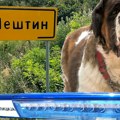 Saslušan vlasnik pasa koji su usmrtili Stefku kod Fruške gore: Tužilaštvo traži pritvor