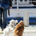 Šta da radite ako komšijin pas neprekidno laje: Ovo su neki od saveta