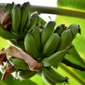 U Rusiji će se uzgajati banane