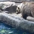 Vrana se davila, a onda je stigao medved: Ono što je uradio oduševilo je ljude, pogledajte snimak!