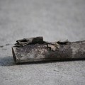 Orezan drvored u Zrenjaninu: Građani tvrde da je drveće bilo zdravo
