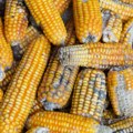Kukuruz na zalihama zaražen aflatoksinom, niko neće da ga uveze, jede ga stoka