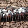 Cena prasadi od 450 do 580 dinara, najčešća cena u oktobru bila oko 350 dinara