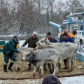 Nastavlja se evakuacija životinja zaglavljenih na Krčedinskoj adi: Po njih dolazi skela od 28 tona
