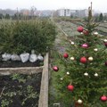 "Zelenilo Beograd" poziva sugrađane da vrate novogodišnje jelke sa busenom, a ko ih sade u svoje dvorište, evo o čemu treba…