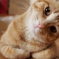 Veterinari ostali u čudu Očekivali da je maca skotna, a ultrazvuk pokazao šta se zaista krije u njenom stomaku (video)