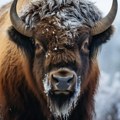 Ekstremna hladnoća u Mongoliji odnela živote 2 miliona životinja