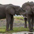 Afrika: Odgovor Bocvane na odluku Nemačke da ograniči uvoz lovačkih trofeja - „evo vam 20.000 slonova"