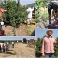 Zarada od višanja? Pogledajte šta rade u Banatu! Mladi voćari pobedili mraz i sada broje tone i dinare