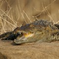 Panika među turistima u poznatom letovalištu! Primećen krokodil (foto)