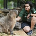 Pingvini disciplinovani, majmuni nemirni, a kornjače sabotiraju vagu: Kako se mere životinje u zoo vrtu (FOTO)