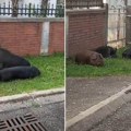 Divlje svinje izazvale paniku na crnogorskom letovalištu: Kuliraju nasred ulice, građani besni i zabrinuti
