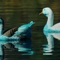Zašto su ove guske i patke plave? Uznemirujuća situacija u botaničkoj bašti, ribe su već uginule