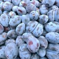 Počela berba ranih sorti šljive, šta je ostalo posle mraza, suše i požara? Evo koja je ovogodišnja otkupna cena ovog voća…
