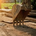 Uskoro rekonstrukcija parka prirode Mali Bosut: Izdvojeno 25 miliona dinara