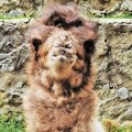 Beba dvogrbe kamile - prinova u Zoo-vrtu