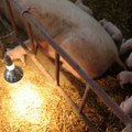 „Dovoljna je mikročestica da se zaraza prenese”. Vanredno u devet opština, eutanazirano ili uginulo oko 30.000 svinja. Lovci…