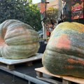 Dani Ludaje u Kikindi - Tibor Kokai iz Mađarske sa bundevom teškom 559 kilograma osvjio šampionsku titutlu