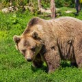 Lovci u Hrvatskoj ubili mladog medveda: "Morali smo, ugrožavao je ljude"