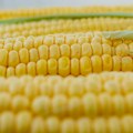 Zeleno svetlo EK za upotrebu tri vrste GM kukuruza