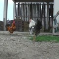 Sofija ostala bez ijedne kokoške: Užasna pokolj kod Priboja: "Ja ne mogu sama da se čuvam od predatora"