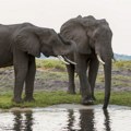 Afrika: Odgovor Bocvane na odluku Nemačke da ograniči uvoz lovačkih trofeja - „evo vam 20.000 slonova"
