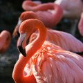 Više desetina flamingosa stradalo u Indiji: Putnički avion naleteo na jato