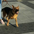 Užas u Leskovcu, pas izujedao ženu: Uhapšen muškarac (64) zbog izazivanja opšte opasnosti, ona zbrinuta u KC Niš