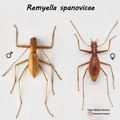 Otkrivena nova vrsta insekta u Srbiji, nazvana po Ivani Španović