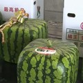 Da li ste čuli za kockaste lubenice? Nastale su u Japanu, koštaju oko 500 evra, a evo kakvog su ukusa