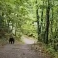 Meštani Šar planine pobesneli zbog ovog prizora! Videli su ga kako šeta deponijom! (video)
