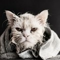 Veterninarka otkrila kako očistiti mačku koja se boji vode: Mokro krzno gubi svoja izolaciona svojstva, pa se osećaju hladno i…