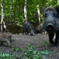 Divlje svinje u Nemačkoj radioaktivne, naučnici otkrili razlog