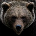 Fatalan susret sa medvedom Grizli u Kanadi usmrtio dvoje ljudi i njihovog psa
