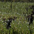 Avganistan više nije najveći proizvođač opijuma, pretekla ga je ova država: "Gajenje se širi sve više i više"