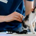 Veterinari iz Novog Sada obustavljaju rad na poziv studenata