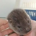"Siroče je, nema roditelje, mi SAD brinemo o njoj": Beogradski Zoo vrt ima novog preslatkog gosta (foto)