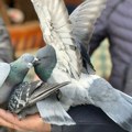 (Foto): Beograđanka našla čudnog goluba, a kada je pitala šta da radi opasno se iznenadila! Oglasio se i biolog: Ovo nikako ne…
