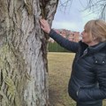 Nišlijka se trudi da topola stara vekovima bude stavljena pod zaštitu države