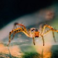 Pauk Nosferatu se širi po Nemačkoj: Otrovni insekti sve češće se viđaju u kućama i stanovima