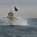 Ajkula snimljena u Jadranskom moru: Kupači ostali u šoku kada su videli morskog psa kako naskače na tunu, onda je stiglo…