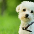 "Kako te nije: Sramota?" Sara iz Valjeva podelila priču o psu Miliju, pa razbesnela Srbiju: Pronašla ga je nakon četiri dana…