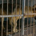 Niš: Krivična prijava zbog zlostavljanja životinja